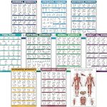 10 Pack - Exercise Workout Poster Set - Dumbbell, Suspension, Kettlebell, Resistance Bands, Stretching, Bodyweight, Barbell, Yoga Poses, Exercise Ball, Muscular System Chart (LAMINATED, 18" x 27")